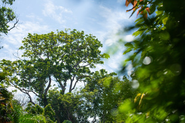 tree in the sky