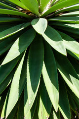 green leaves of aloe vera plant