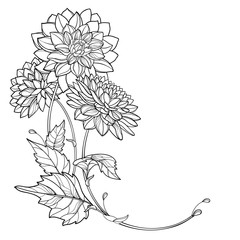 Corner bouquet with outline Dahlia or Dalia flower and leaf in black isolated on white background. - obrazy, fototapety, plakaty