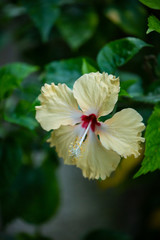 flower in the garden