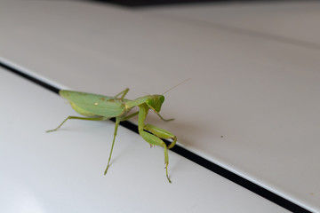 Mantis