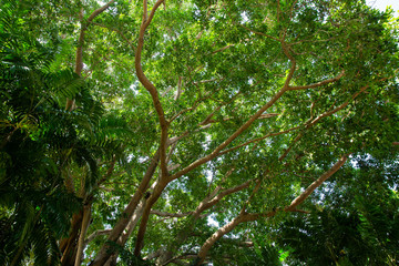 Fototapeta premium tree in forest