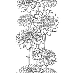Vertical seamless pattern with outline Dahlia or Dalia flower in black on the white background. 