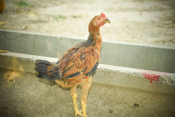 Male rooster with golden feathers in Thailand