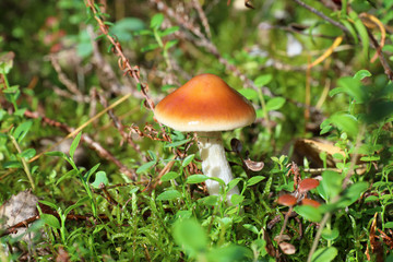 Cortinarius mucosus. Fungus among moss