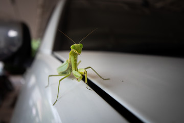 praying mantis