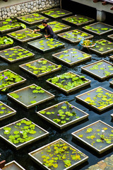 Lotus pond abstract background abstract mosaic background