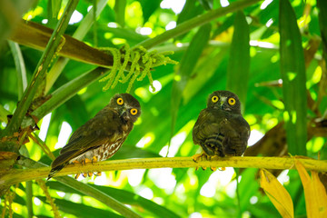 An owl on a tree owl on a branch