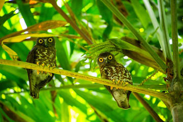 An owl on a tree