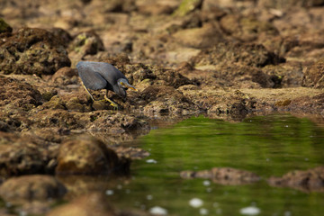 great blue heron in water