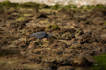 great blue heron in water