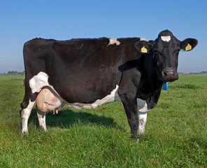 Cows in meadow. Farming. The Netherlands. Cattle breeding