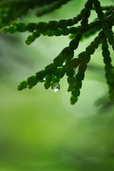 Tautropfen Regen Wasser Tropfen