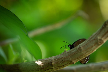 butterfly on leaf