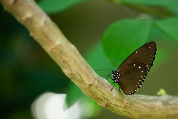 butterfly on leaf