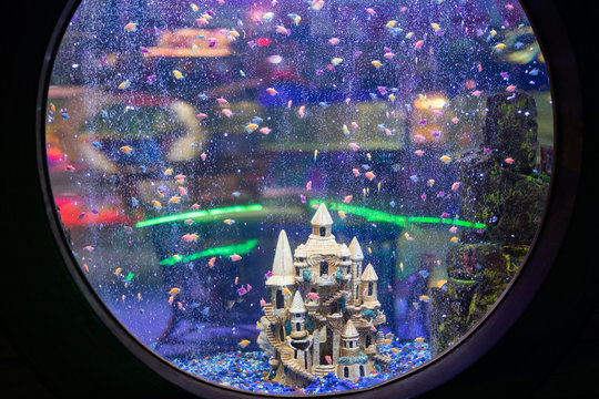 Big aquarium with a round window. Castle and little fishes