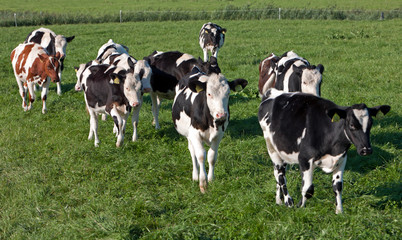 Cows in meadow. Farming. The Netherlands. Cattle breeding