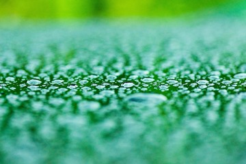 Tautropfen Regen Wasser Tropfen