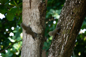  A squirrel on a tree frog on leaf