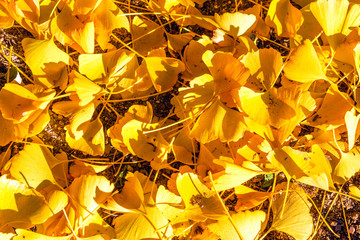 The vibrant yellow color of ginkgo leaf under the shadow from the trees.