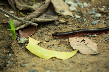 millipede 