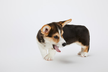 cute welsh corgi puppy showing tongue on white background