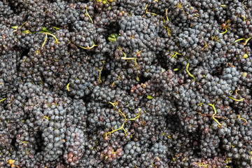 Harvested grapes of pino noir before processing into wine