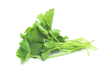 Pile of Green Centella asiatica isolated on white background with clipping path..