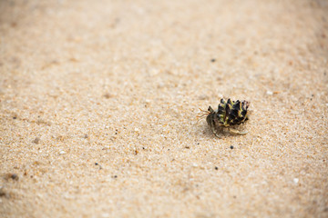 hermit crab on the beach