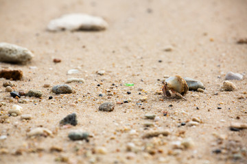 hermit crab on the beach