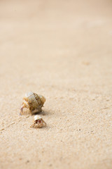 hermit crab on the beach