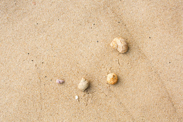 hermit crab on the beach