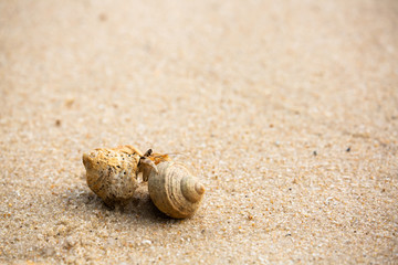 hermit crab on the beach