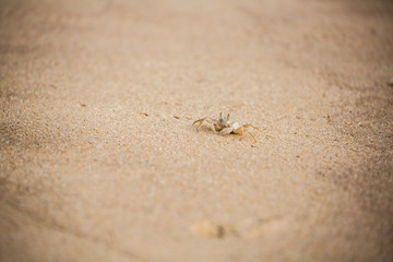 crab on the beach