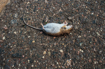 a dead white red mouse paws up on a red pavement