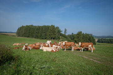 Naklejka na ściany i meble Herd of Cows in a pasture in beautiful nature with forest and blue sky