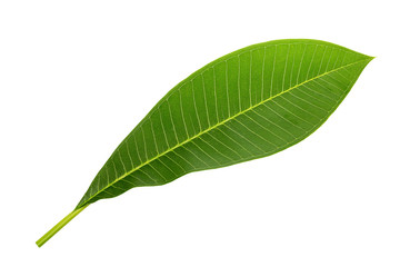 Closeup image of tropical green leaf isolated at white background.