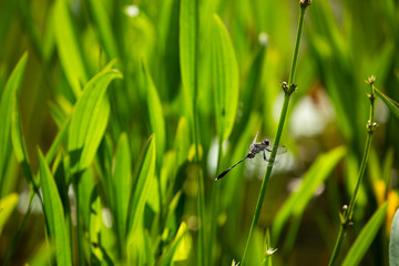 dragonfly grass with dew drops
