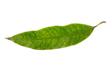 Naklejka na ściany i meble Closeup image of tropical green leaf isolated at white background.