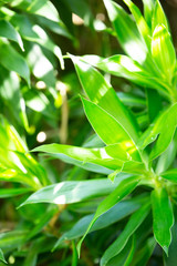green leaves on background