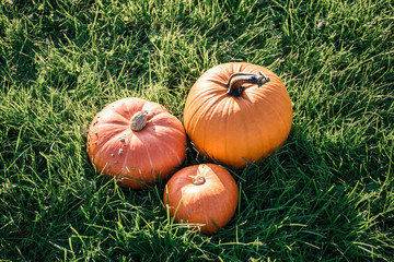 big orange pumpkin in the field