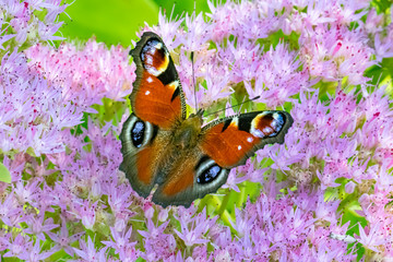 The European Peacock-Paon du jour (Lépidoptère Nymphalidae) © Vincent Pommeyrol