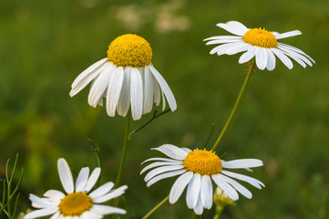 Four daisies with an insect by a flower on a green background