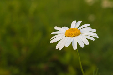 chamomile flower with small insects on a blurry green background