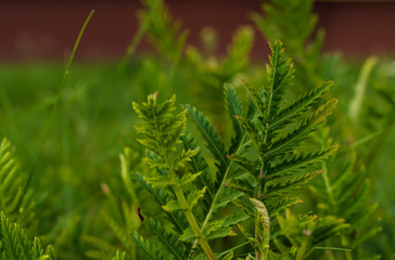 Grassy plant with stiff foliage and thorns on a blurred background