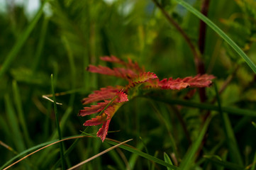 Reddened stem of prickly grass against a background of fresh greenery