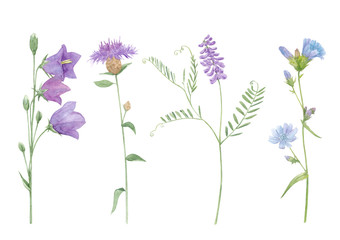 Fototapeta na wymiar Watercolor hand drawn botanical set illustration with wild field or meadow purple flowers brown knapweed, chicory, vicia cracca or cow vetch and bluebell isolated on white background.