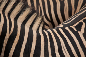 Fototapeta na wymiar zebra close-up