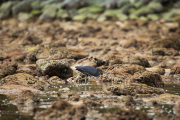 bird on a rock A living bird the coast