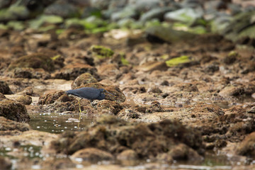 A living bird  the coast